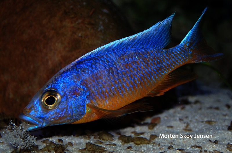Otopharynx lithobates 'Three Peaks Reef'